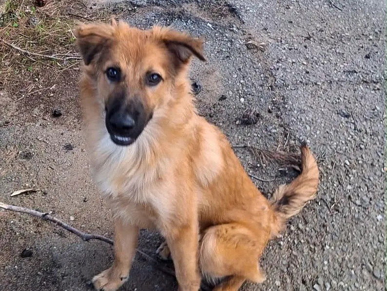 Adotta un cane, maschio, 5 mesi, Crotone