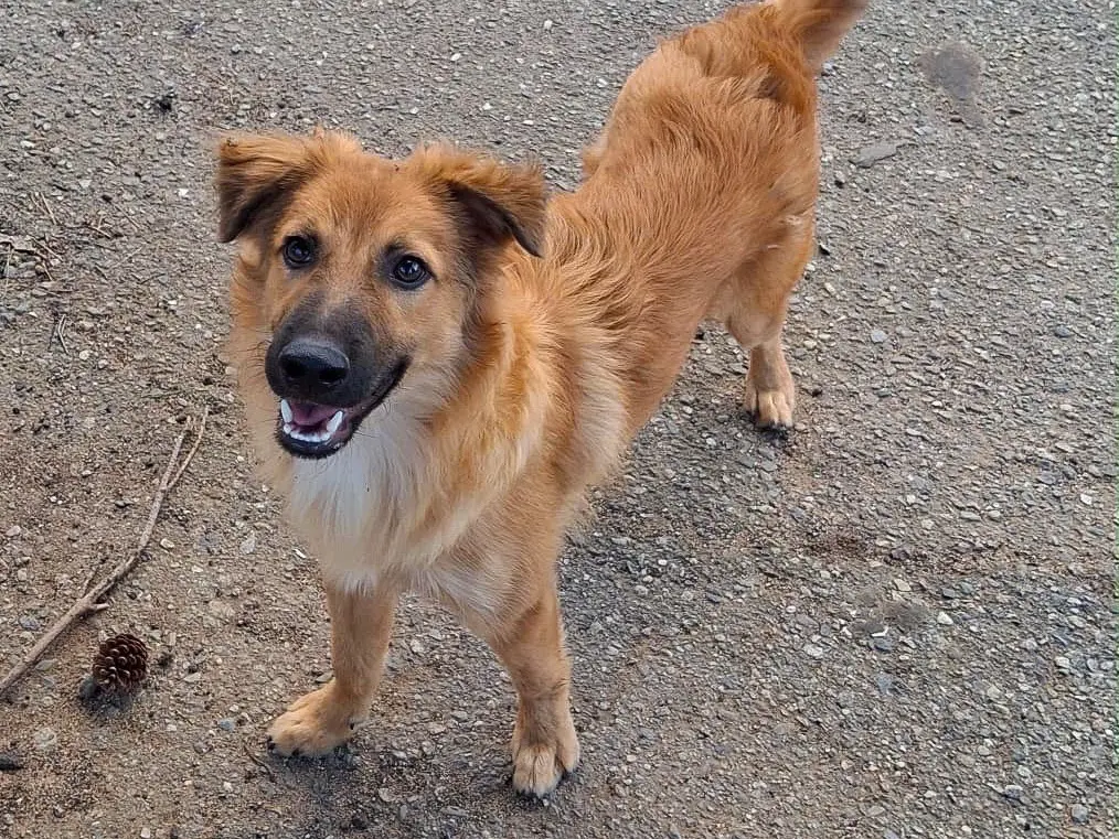 Vuoi adottare un cane a Crotone?