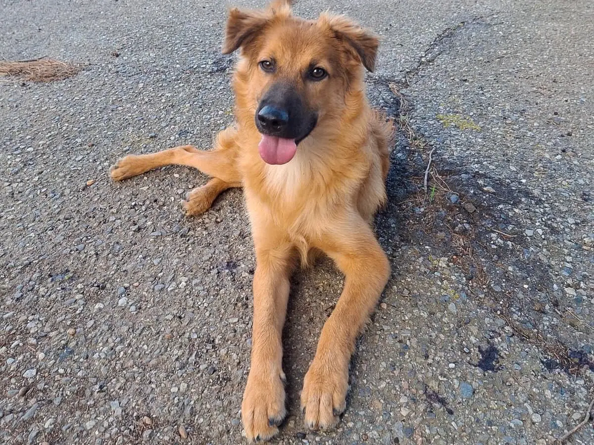 Adotta il cane Bergamotto a Crotone