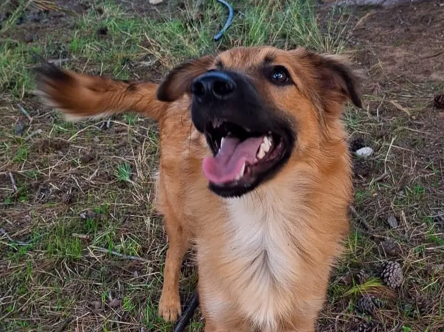Adotta un cane, taglia media, maschio, Crotone