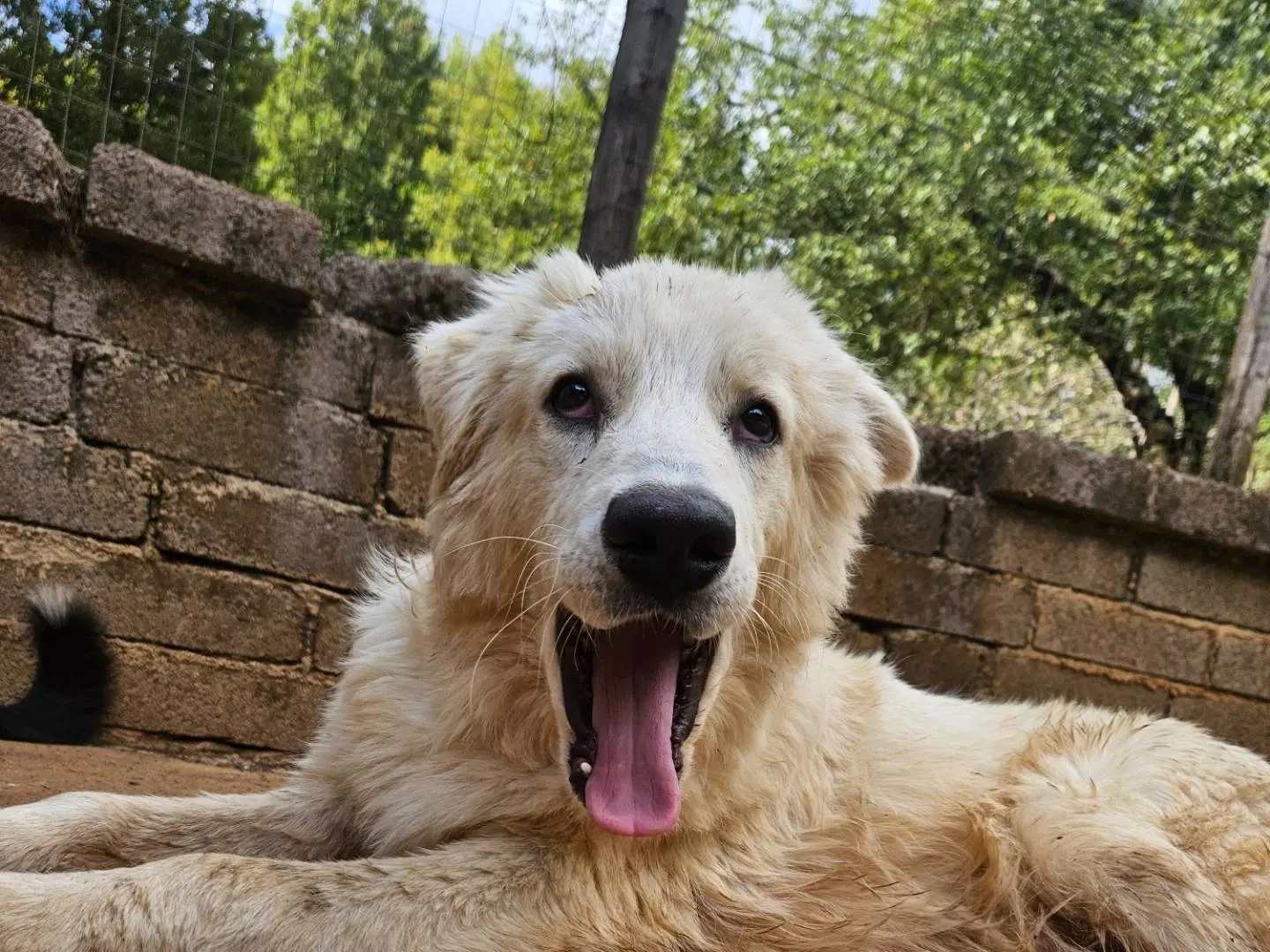 Foto 3 dell'animale