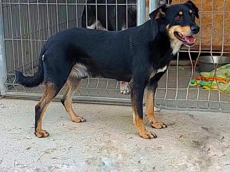 Adozione cane, maschio, Razza sconosciuta Razza sconosciuta, 5 anni e 11 mesi, taglia media, Bari