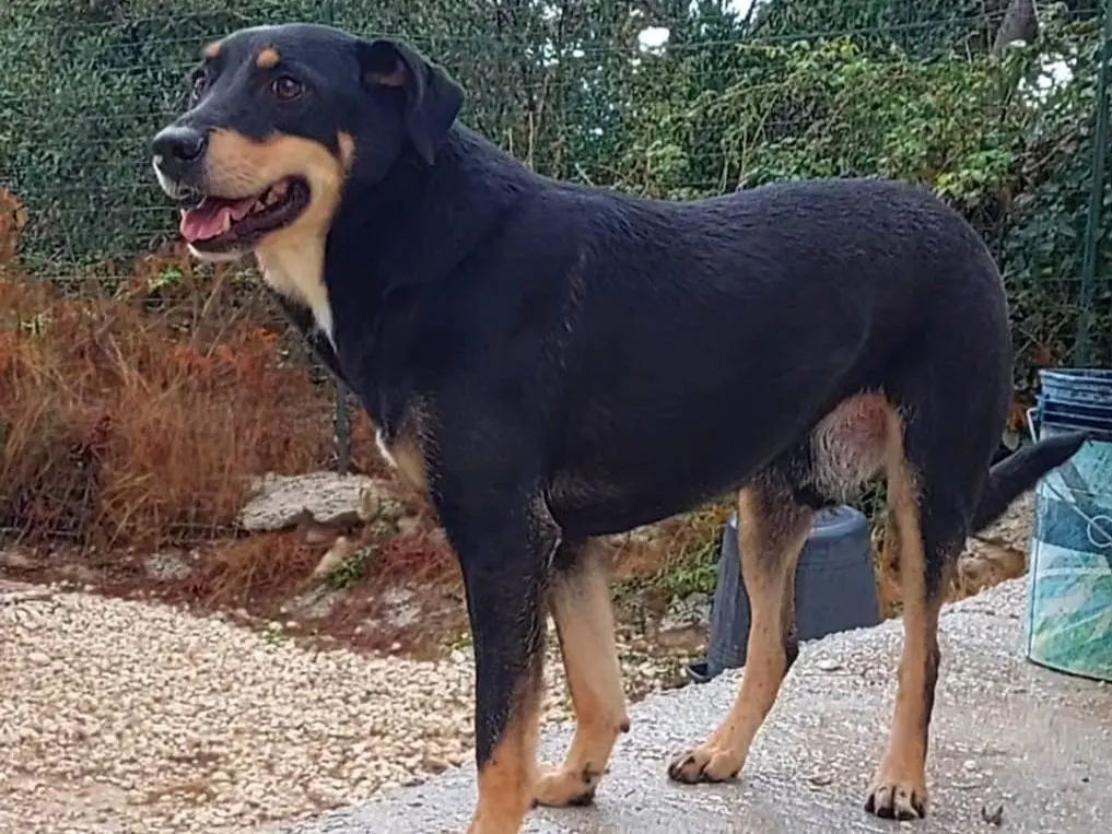 Adotta un cane, maschio, 5 anni e 11 mesi, Bari