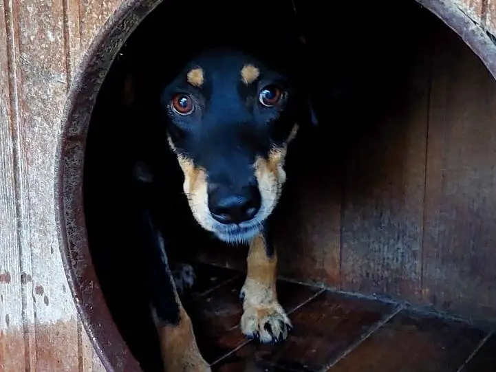 Adotta un cane, taglia media, maschio, Bari