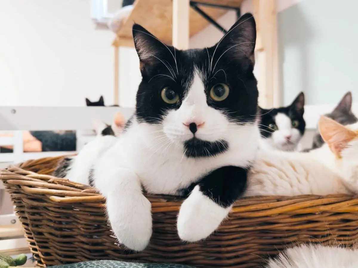 Adozione gatto, maschio, Razza sconosciuta Razza sconosciuta, 1 anno e 5 mesi, taglia non valida, Bari