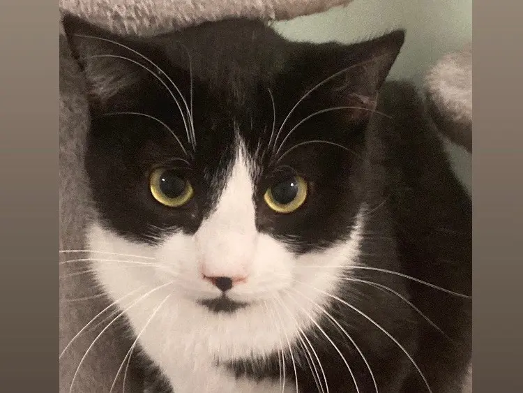 Adotta un gatto, maschio, 1 anno e 5 mesi, Bari