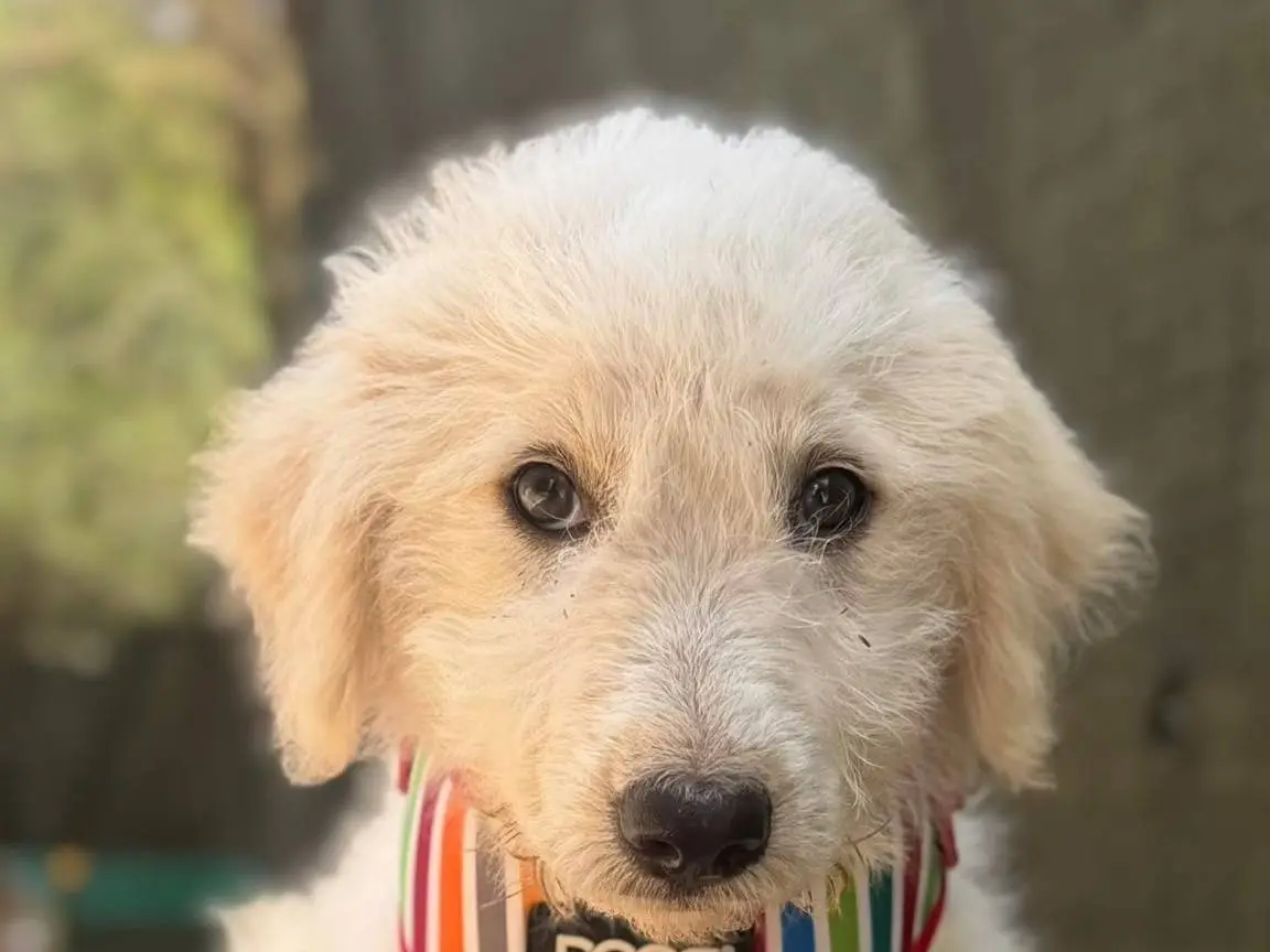 Adotta il cane Gaspare a Lecce