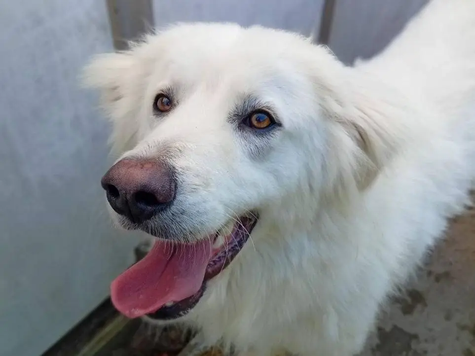 Adozione cane, maschio, Pastore maremmano Razza sconosciuta, 2 anni e 9 mesi, taglia grande, Bergamo