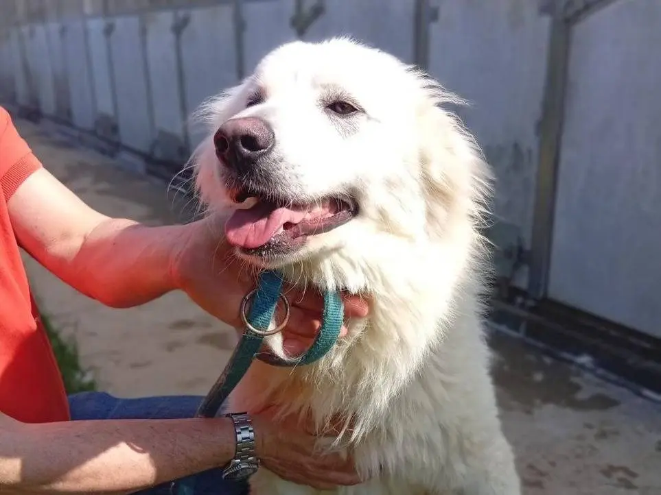 Adotta un cane, maschio, 2 anni e 9 mesi, Bergamo