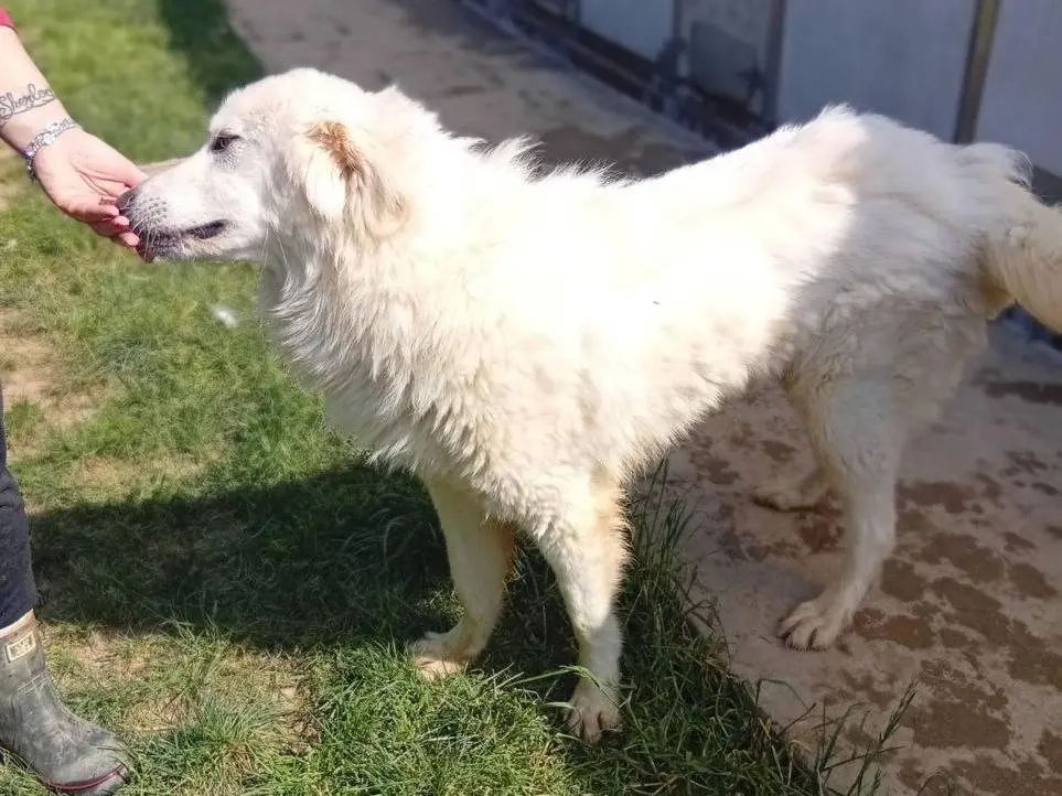Adotta un cane, taglia grande, maschio, Bergamo