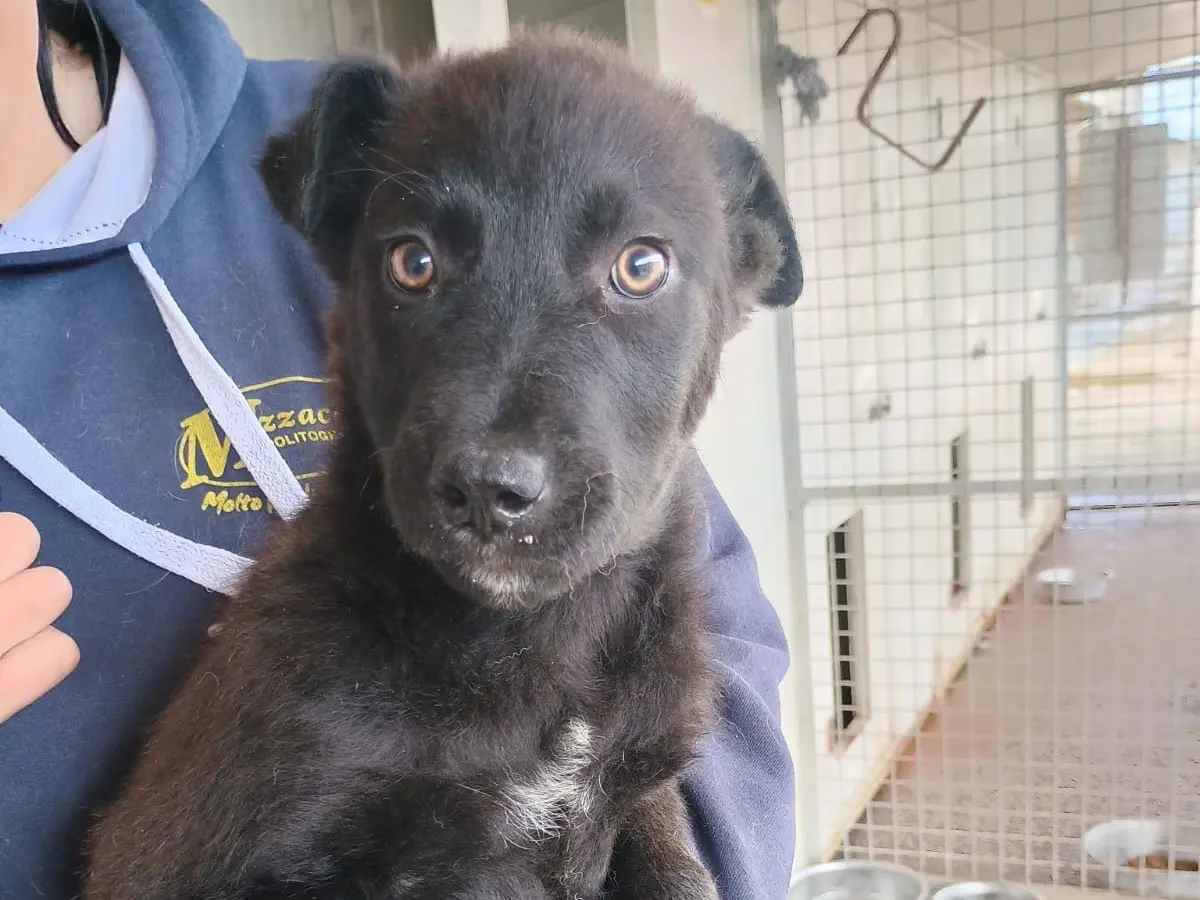 Adozione cane, femmina, Razza sconosciuta Razza sconosciuta, 11 mesi, taglia grande, Caserta