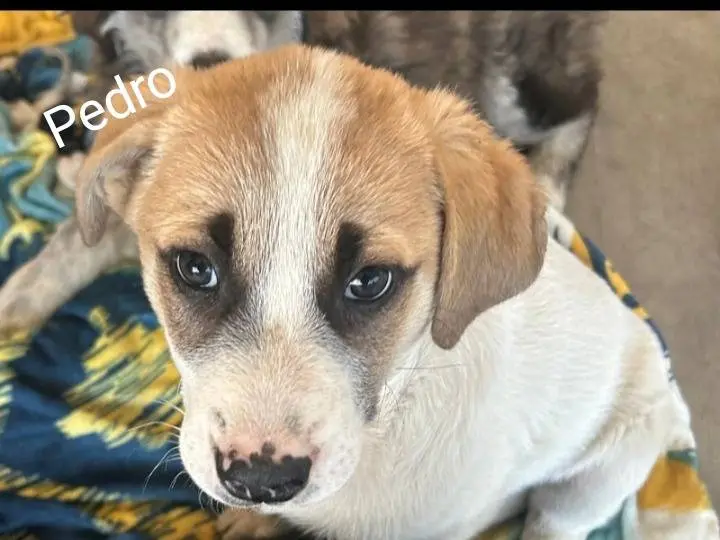 Adozione cane, maschio, Razza sconosciuta Razza sconosciuta, 8 mesi, taglia media, Siracusa