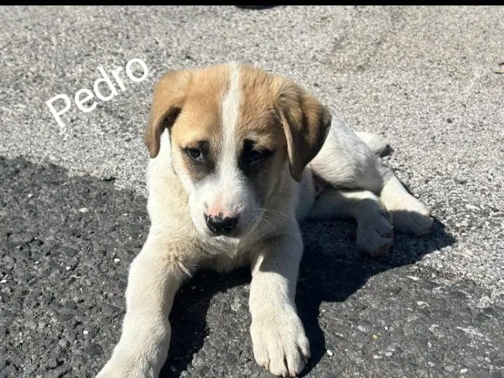 Adotta un cane, maschio, 8 mesi, Siracusa