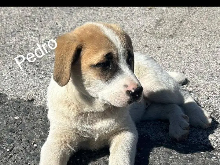 Adotta un cane, taglia media, maschio, Siracusa