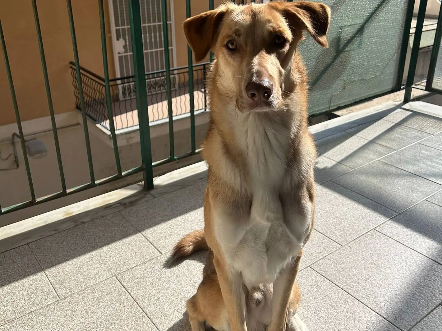 Adozione cane, maschio, Razza sconosciuta Razza sconosciuta, 1 anno e 11 mesi, taglia media, Vibo