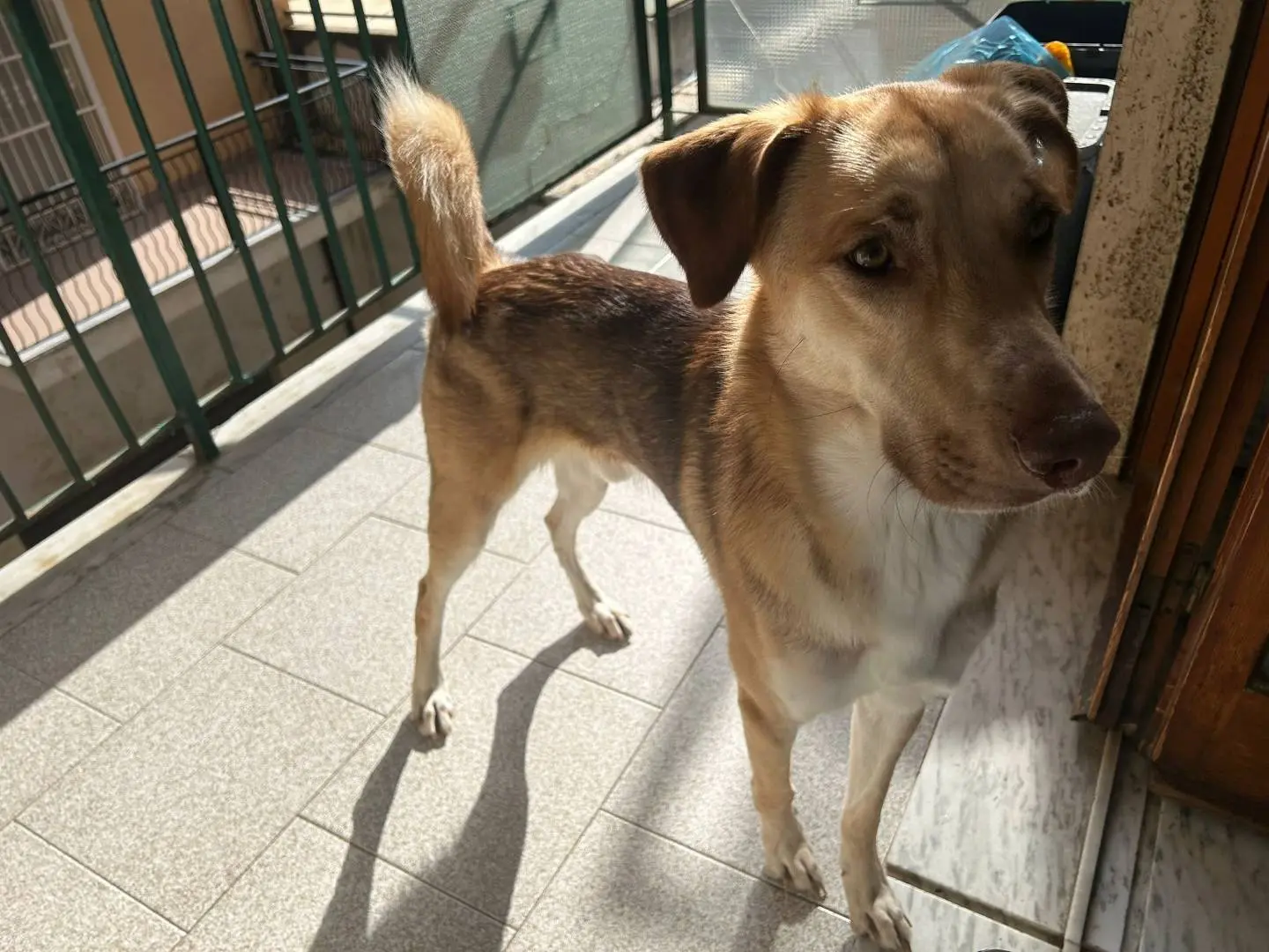 Adotta un cane, maschio, 1 anno e 11 mesi, Vibo