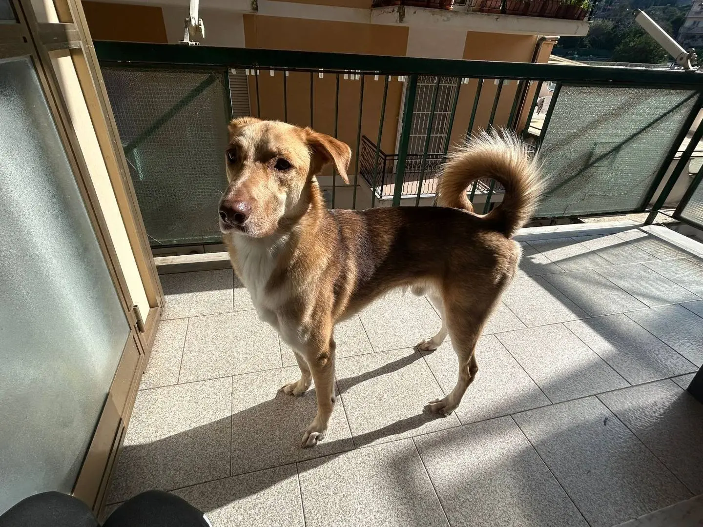 Adotta un cane, taglia media, maschio, Vibo