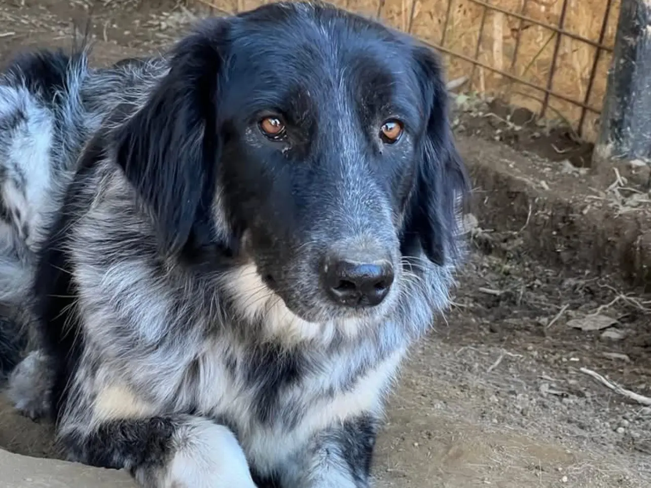 Adotta un cane, taglia grande, femmina, Viterbo