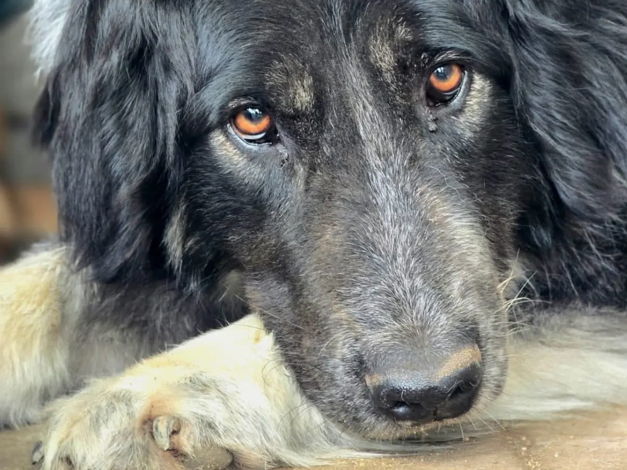 Adozione cane, femmina, Razza sconosciuta Razza sconosciuta, 5 anni e 7 mesi, taglia grande, Viterbo