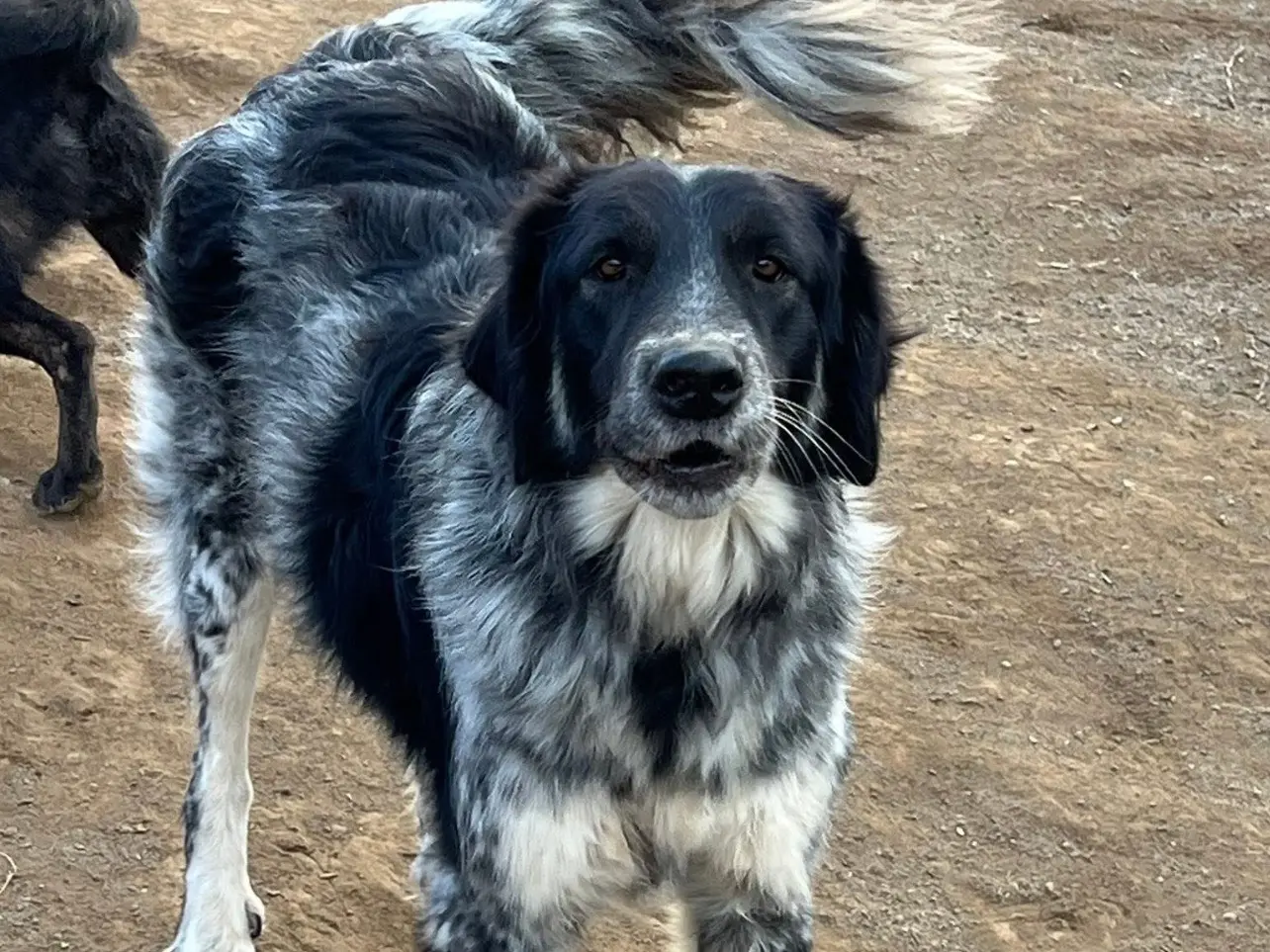 Adotta un cane, femmina, 5 anni e 7 mesi, Viterbo