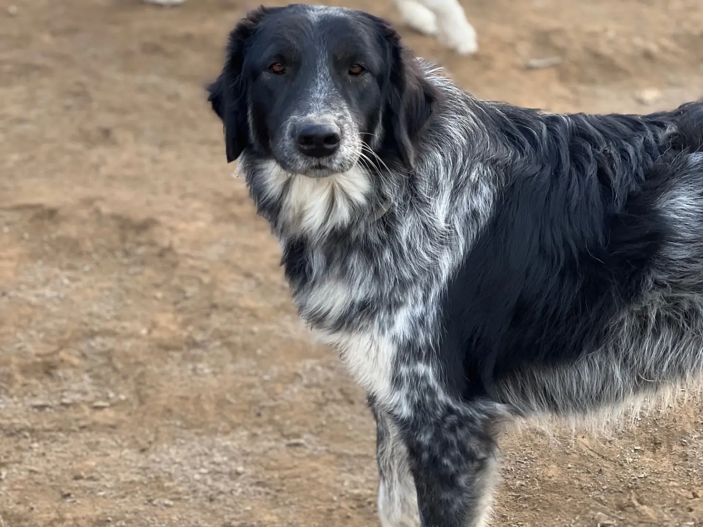 Vuoi adottare un cane a Viterbo?
