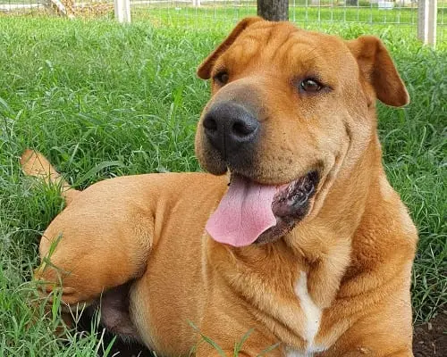 Vuoi adottare un cane a Caserta?