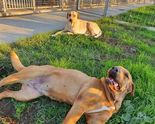 Adotta il cane Gaia e Clara a Caserta