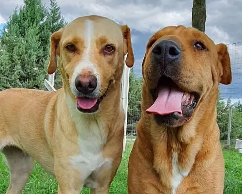 Adozione cane, femmina, meticcio, 7 anni e 10 mesi, taglia media, Caserta