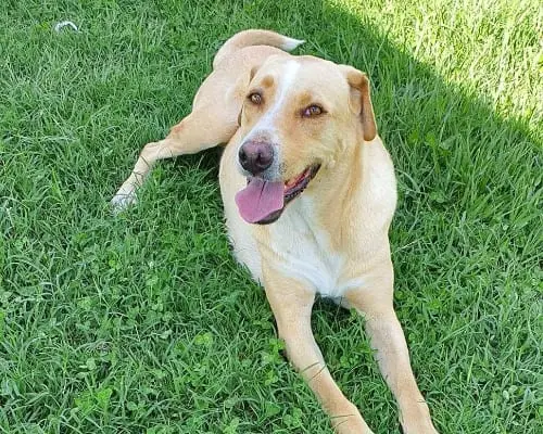 Adotta un cane, taglia media, femmina, Caserta