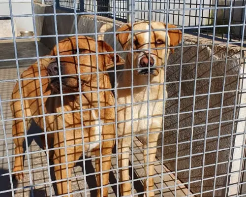 Adotta un cane, femmina, 7 anni e 10 mesi, Caserta