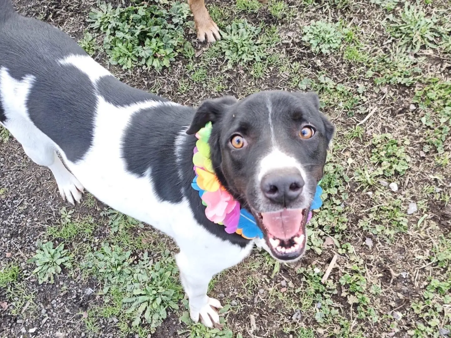 Adozione cane, maschio, Razza sconosciuta Razza sconosciuta, 2 anni e 9 mesi, taglia media, Roma