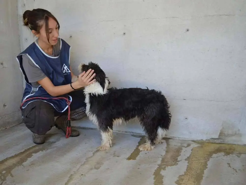 Vuoi adottare un cane a Roma?
