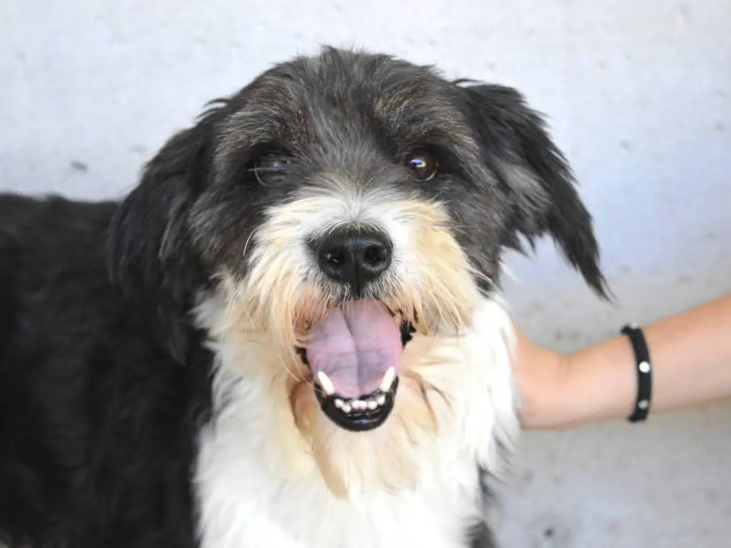 Adozione cane, maschio, Razza sconosciuta Razza sconosciuta, 5 anni e 9 mesi, taglia piccola, Roma