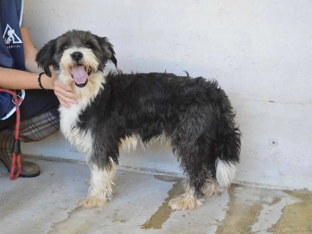 Adotta un cane, maschio, 5 anni e 9 mesi, Roma