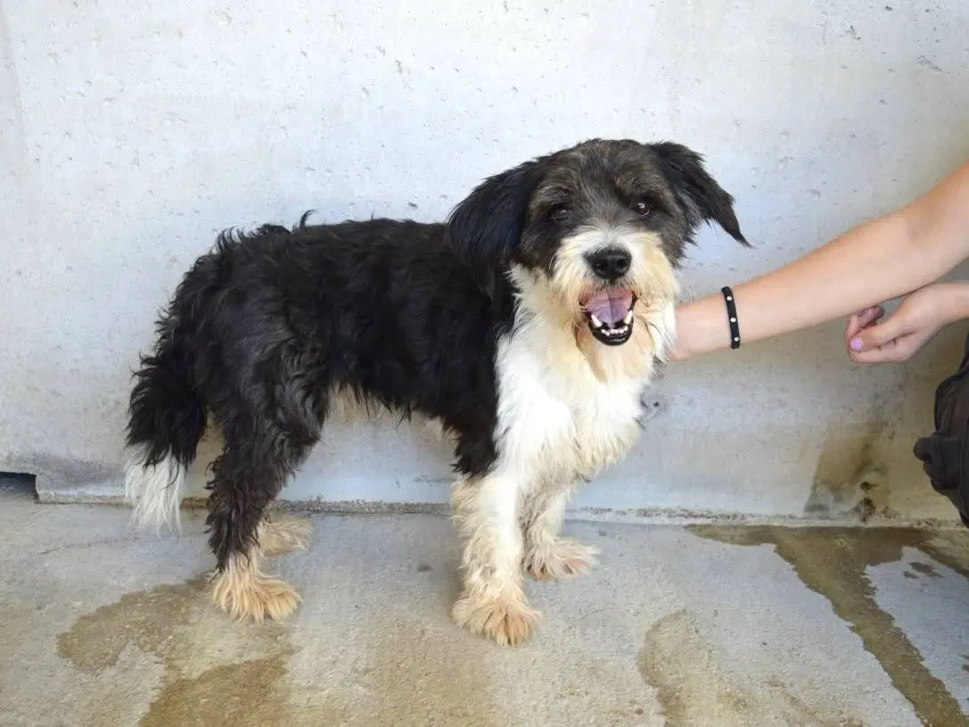 Adotta un cane, taglia piccola, maschio, Roma