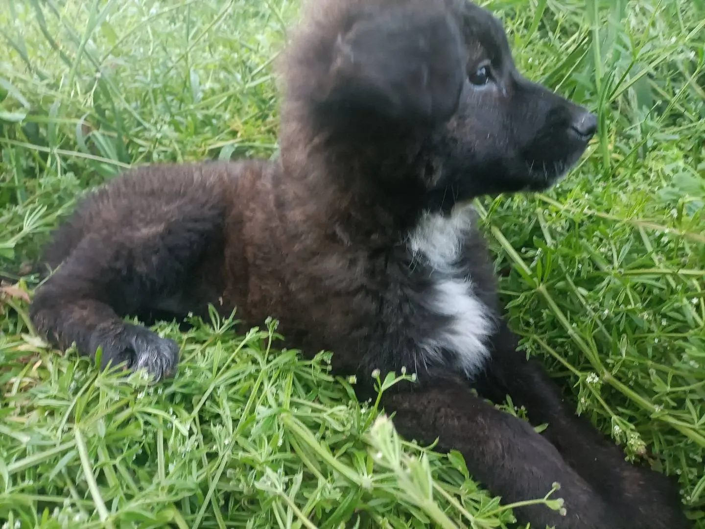 Adotta un cane, femmina, 9 mesi, Potenza
