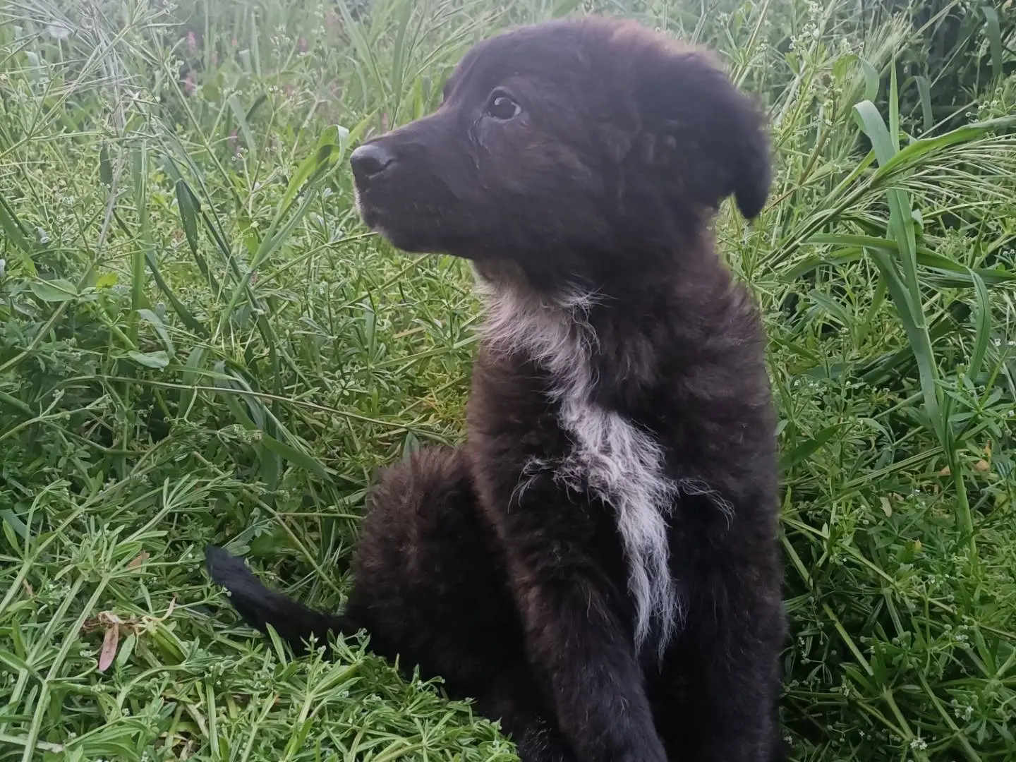 Adotta un cane, taglia media, femmina, Potenza
