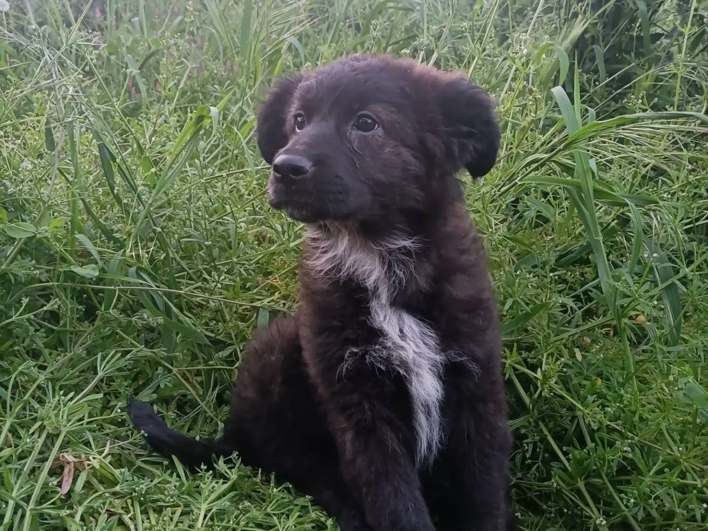 Adotta il cane Betty  a Potenza
