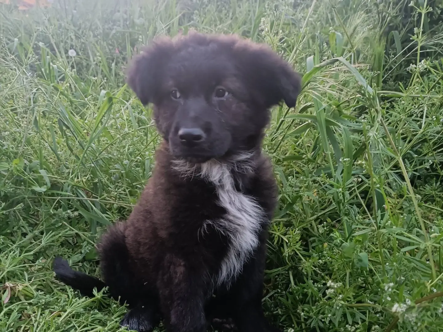Adozione cane, femmina, Razza sconosciuta Razza sconosciuta, 9 mesi, taglia media, Potenza
