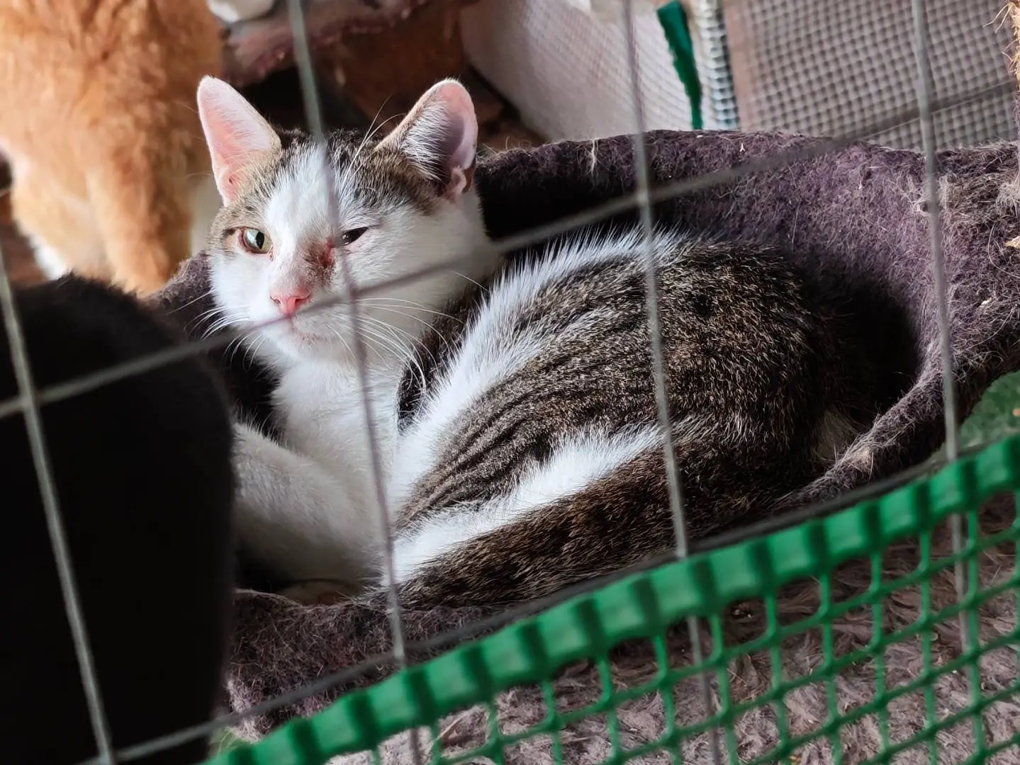 Adotta un gatto, maschio, 5 mesi, Caserta