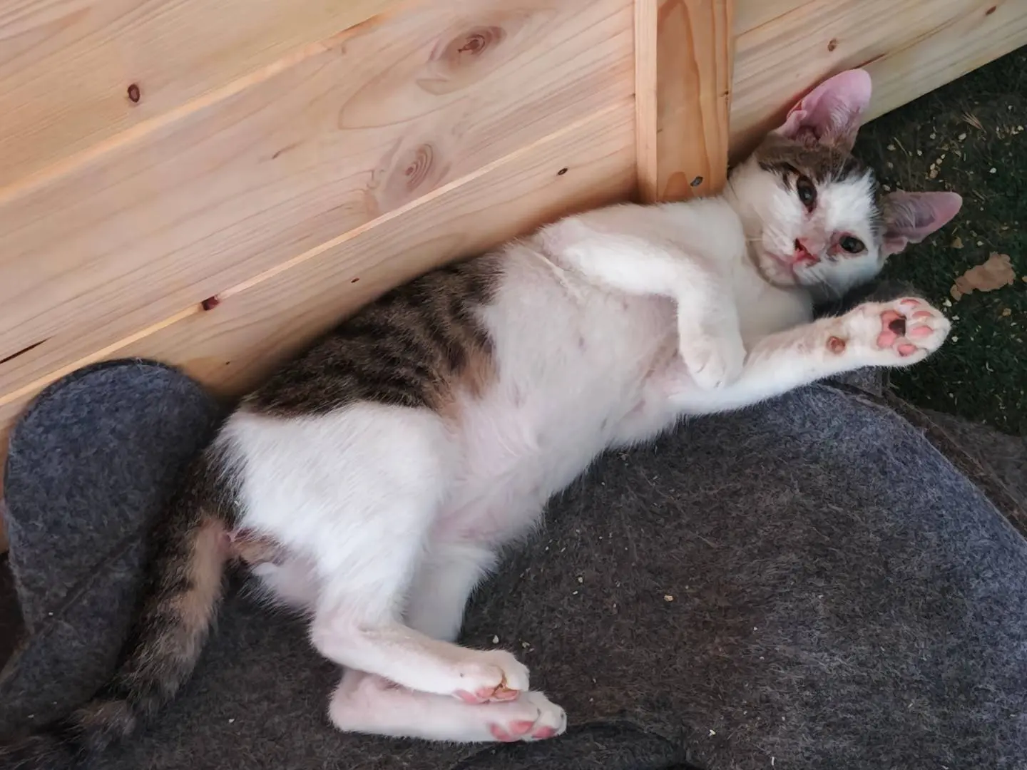 Adozione gatto, maschio, Razza sconosciuta Razza sconosciuta, 5 mesi, taglia non valida, Caserta