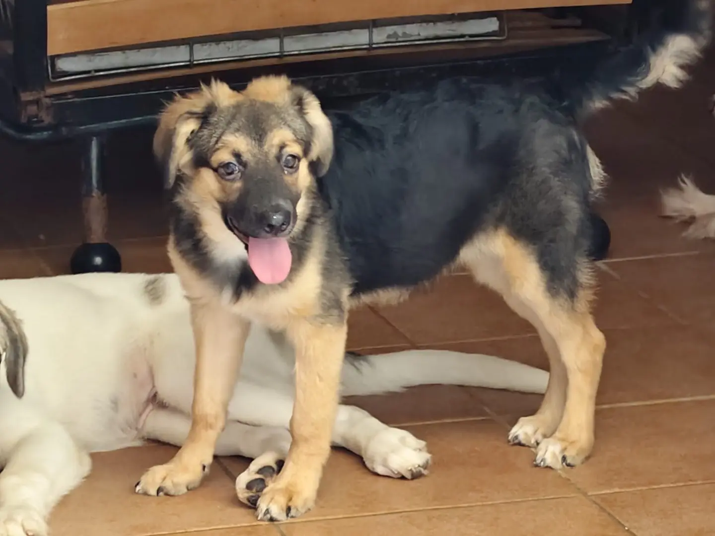 Adozione cane, femmina, Razza sconosciuta Razza sconosciuta, 6 mesi, taglia media contenuta, Barletta