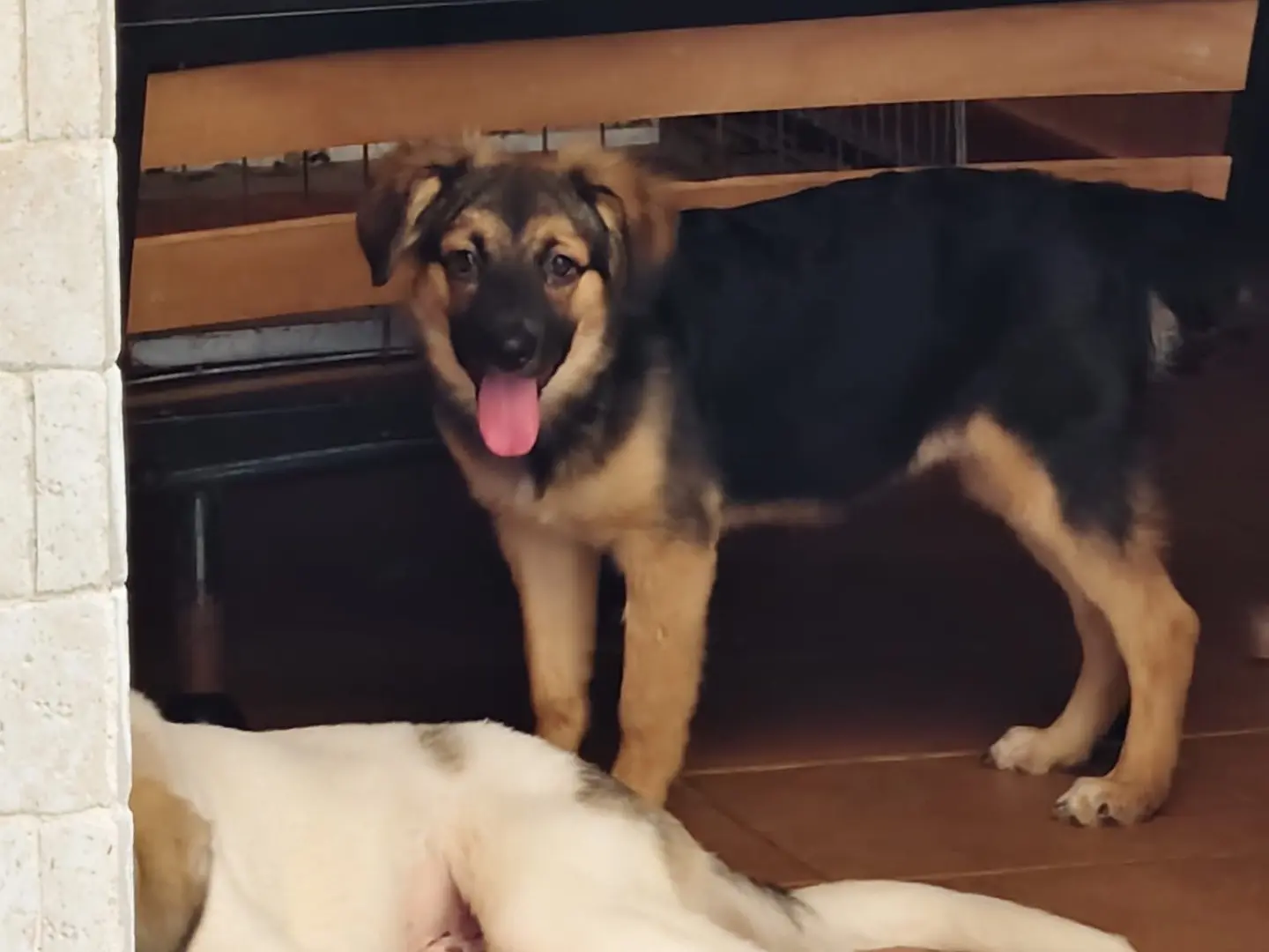Adotta un cane, femmina, 6 mesi, Barletta