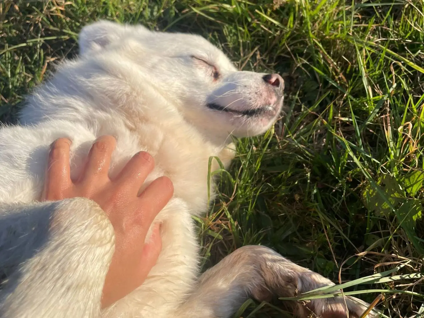 Adotta un cane, maschio, 9 anni e 9 mesi, Cuneo