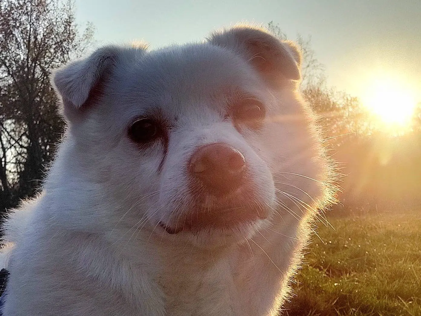 Adozione cane, maschio, Pastore maremmano Razza sconosciuta, 9 anni e 9 mesi, taglia media contenuta, Cuneo