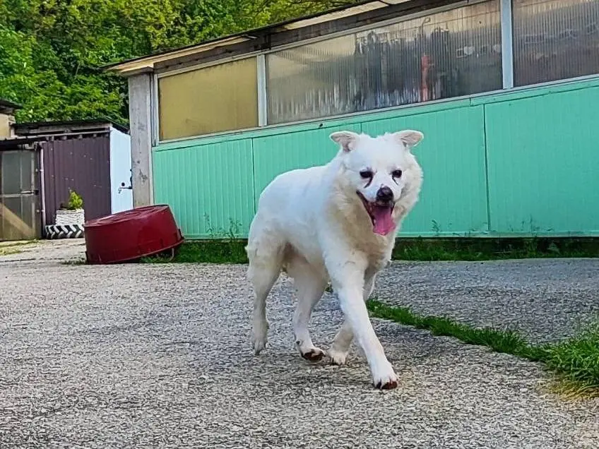 Adotta il cane Remì a Cuneo