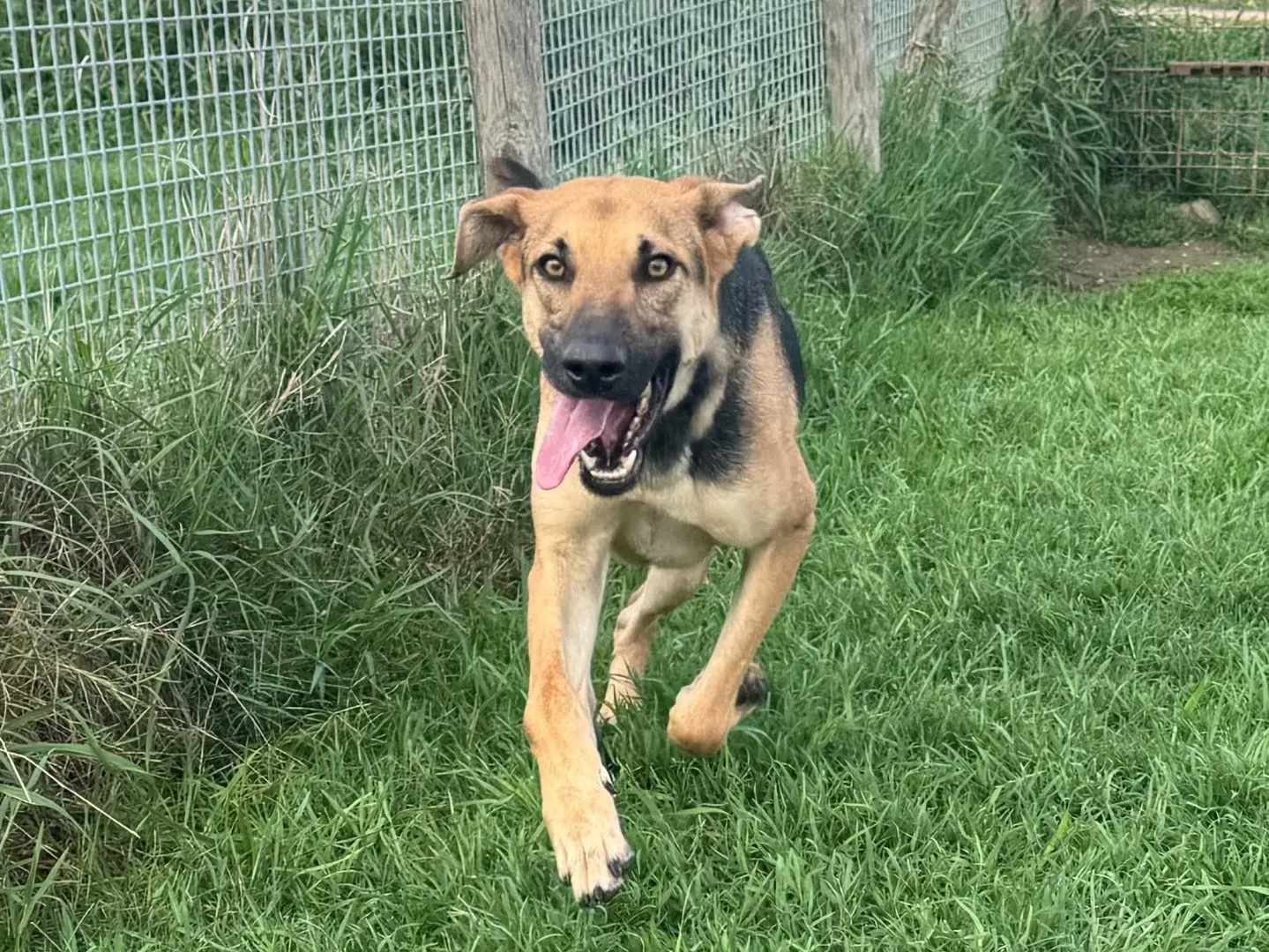 Adotta un cane, maschio, 4 anni e 7 mesi, Latina