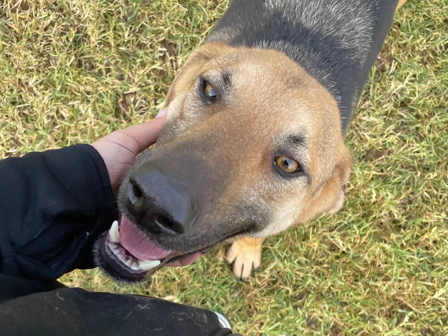 Vuoi adottare un cane a Latina?
