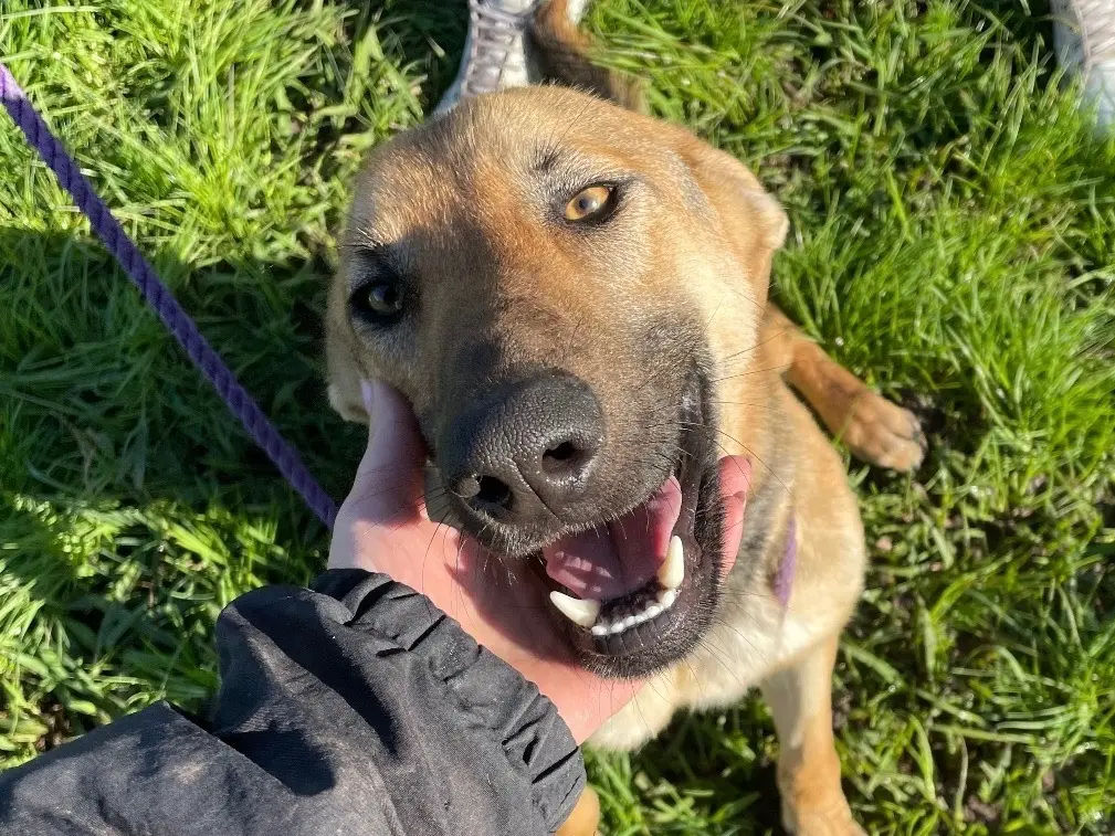 Adozione cane, maschio, Pastore tedesco Razza sconosciuta, 4 anni e 7 mesi, taglia media, Latina