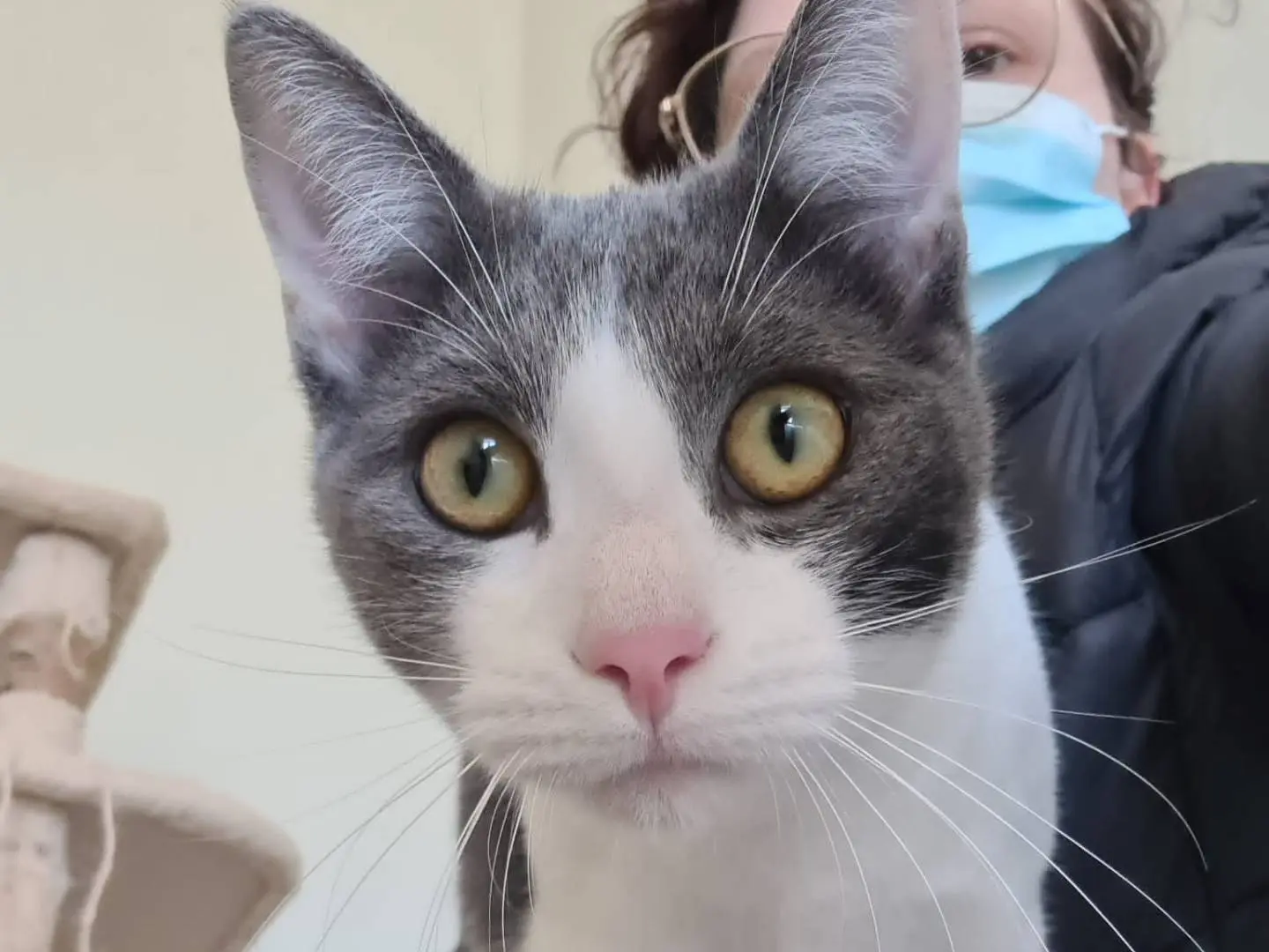 Adozione gatto, maschio, Razza sconosciuta Razza sconosciuta, 2 anni e 6 mesi, taglia non valida, Bari